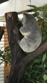 コアラ抱っこ