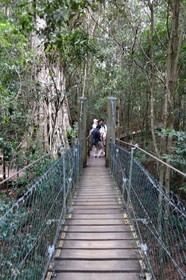 世界自然遺産「コンドワナ多雨林」