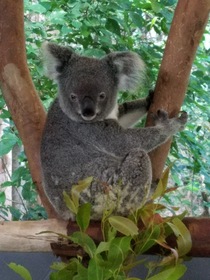 オーストラリア念願のコアラ抱っこ