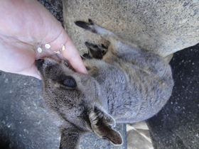 野生生物に思いのほか出会えました！