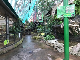 ケアンズドームでコアラと会いました