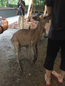 コアラやカンガルーと触れ合えた！