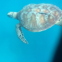 ウミガメと遭遇