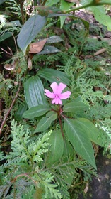 キナバル山麓の植物達を観に