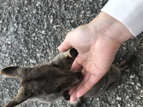 かわゆいワラビーちゃんに餌付けと天の河の天体観測