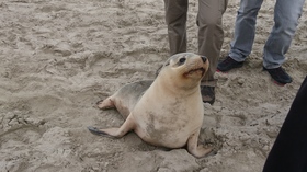 カンガルー島最高！！