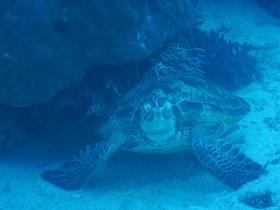 まさに珊瑚と魚の楽園を楽しめました。