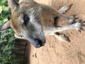 キュランダに行くなら是非