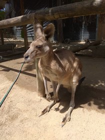 癒される