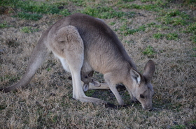 野生カンガルーに満腹!!