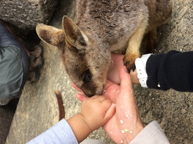 ワラビーがかわいい