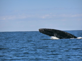 クジラの大ジャンプ見れました！！