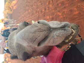 初めてのキャメルライド♪