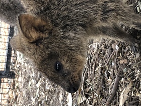 クオッカワラビー