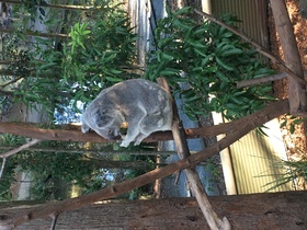 可愛いコアラに大満足！