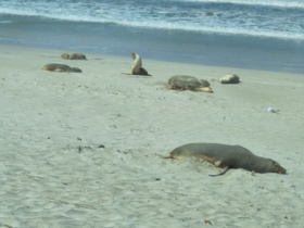 オーストラリアの自然が全部つまってるような島、カンガルー島！