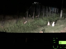 野生のカンガルーに会えました！