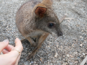 ワラビーが人懐こくてかわいい