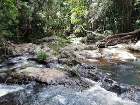 モルフォ見れました！