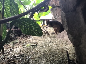 ケアンズシティのお手軽動物園