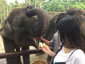 ゾウさんの大ファンになりました！