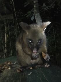 動物探検ツアーは最高です