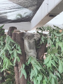 コアラが可愛すぎました。