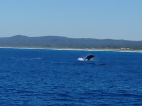 クジラのバックジャンプは大迫力でした