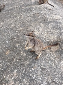 さまざまな動物に出会えました！