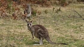 あんな間近で野生のカンガルー&ワラビーを見れるなんて！！