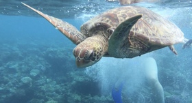 サンゴと魚の近さに感動！！