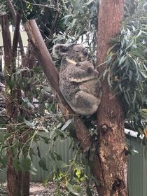 ブルーマウンテンズとワイルドライフパーク