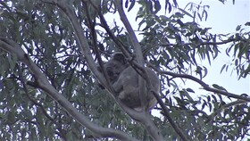 土ボタルと野生動物探検エコサファリ