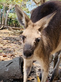 ゼロ距離動物園！