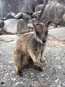 野生のカンガルーやエリマキトカゲに会える！