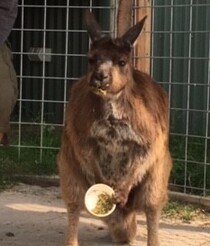 コアラ・カンガルーも可愛い！！