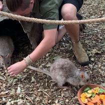 街中でコアラに会える動物園