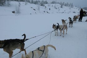 人生初の犬ぞり体験でした！