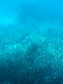 ウミガメが見れた！！！