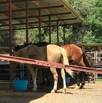 家族で乗馬ツアーに参加しました。