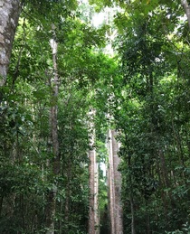 熱帯雨林満喫！