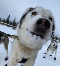 犬ぞり初体験