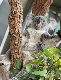 初めてのタロンガ動物園