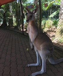 コアラとカンガルーに大興奮