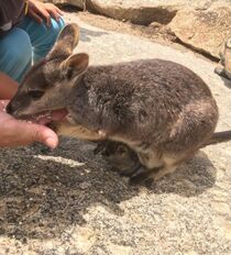 ロックワラビーが可愛すぎる