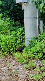 遭遇