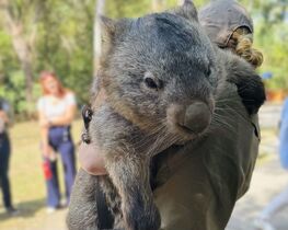 1日でキュランダと動物園両方行けました。