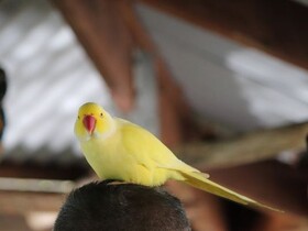 カラフルな鳥たち