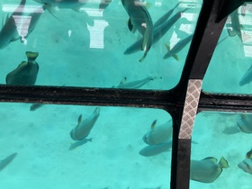 シュノーケルやボートでお魚いっぱい見れました