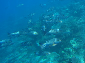 カラフル珊瑚礁＆魚たち♪